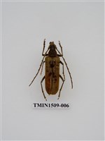 藏品(金毛山天牛)的圖片